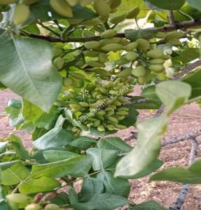 Yola Sıfır Oğuzeli Buldukda 10 Dönüm Tek Tapu Fıstıklık 13