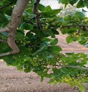 Yola Sıfır Oğuzeli Buldukda 10 Dönüm Tek Tapu Fıstıklık 17