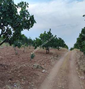 Yola Sıfır Oğuzeli Buldukda 10 Dönüm Tek Tapu Fıstıklık 1