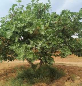 Yola Sıfır Oğuzeli Buldukda 10 Dönüm Tek Tapu Fıstıklık 12