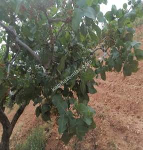 Yola Sıfır Oğuzeli Buldukda 10 Dönüm Tek Tapu Fıstıklık 20