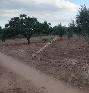 Yola Sıfır Oğuzeli Buldukda 10 Dönüm Tek Tapu Fıstıklık 28