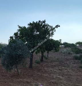 Yola Sıfır Oğuzeli Buldukda 10 Dönüm Tek Tapu Fıstıklık 29