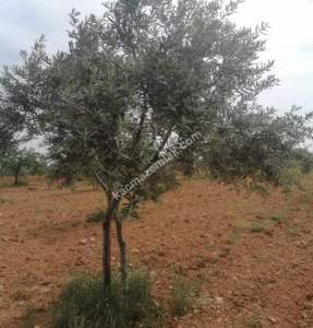 Yola Sıfır Oğuzeli Buldukda 10 Dönüm Tek Tapu Fıstıklık 21