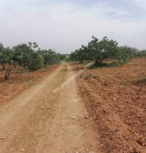 Yola Sıfır Oğuzeli Buldukda 10 Dönüm Tek Tapu Fıstıklık 2