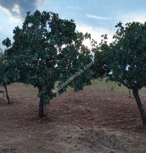 Yola Sıfır Oğuzeli Buldukda 10 Dönüm Tek Tapu Fıstıklık 4