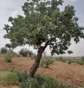 Yola Sıfır Oğuzeli Buldukda 10 Dönüm Tek Tapu Fıstıklık 19