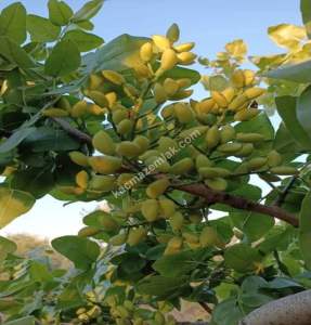 Yola Sıfır Oğuzeli Buldukda 10 Dönüm Tek Tapu Fıstıklık 9