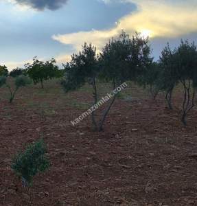 Yola Sıfır Oğuzeli Buldukda 10 Dönüm Tek Tapu Fıstıklık 23