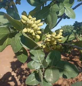 Yola Sıfır Oğuzeli Buldukda 10 Dönüm Tek Tapu Fıstıklık 8