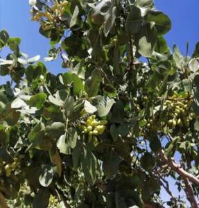 Yola Sıfır Oğuzeli Buldukda 10 Dönüm Tek Tapu Fıstıklık 26