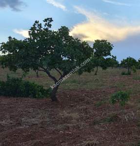 Yola Sıfır Oğuzeli Buldukda 10 Dönüm Tek Tapu Fıstıklık 27
