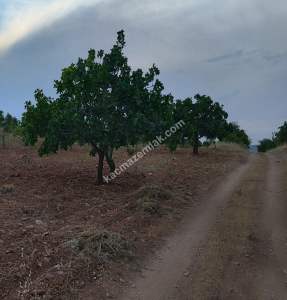 Yola Sıfır Oğuzeli Buldukda 10 Dönüm Tek Tapu Fıstıklık 22
