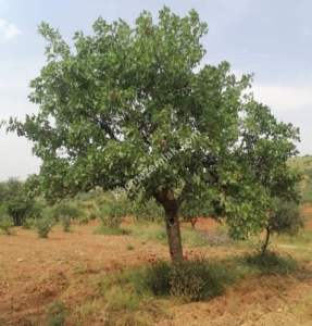 Yola Sıfır Oğuzeli Buldukda 10 Dönüm Tek Tapu Fıstıklık 11