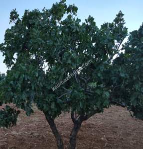 Yola Sıfır Oğuzeli Buldukda 10 Dönüm Tek Tapu Fıstıklık 5