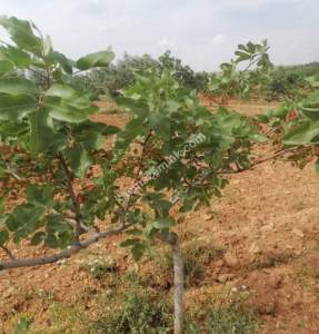 Yola Sıfır Oğuzeli Buldukda 10 Dönüm Tek Tapu Fıstıklık 3
