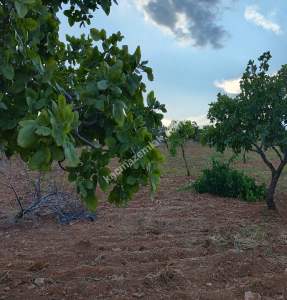 Yola Sıfır Oğuzeli Buldukda 10 Dönüm Tek Tapu Fıstıklık 25