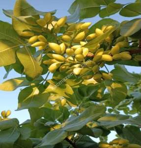 Yola Sıfır Oğuzeli Buldukda 10 Dönüm Tek Tapu Fıstıklık 7