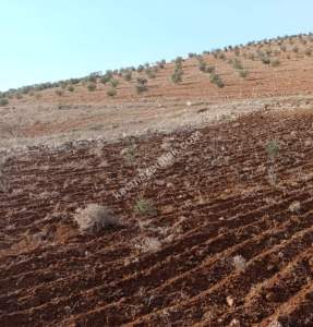 Oğuzeli Çaybaşında 800 M2 Tek Tapu Uygun Tarla 4