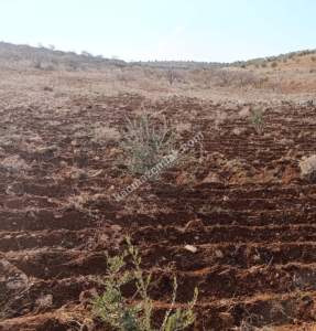 Oğuzeli Çaybaşında 800 M2 Tek Tapu Uygun Tarla 6