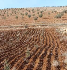 Oğuzeli Çaybaşında 800 M2 Tek Tapu Uygun Tarla 1