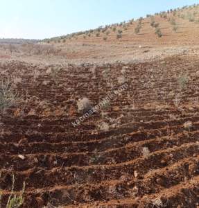 Oğuzeli Çaybaşında 800 M2 Tek Tapu Uygun Tarla 5