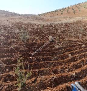 Oğuzeli Çaybaşında 800 M2 Tek Tapu Uygun Tarla 7