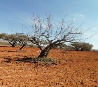 Oğuzeli Subaşında 6300 M2 Harika Manzaralı Fırsat Yer 22