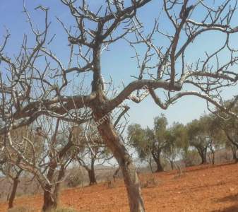 Oğuzeli Subaşında 6300 M2 Harika Manzaralı Fırsat Yer 25