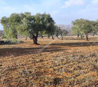 Oğuzeli Subaşında 6300 M2 Harika Manzaralı Fırsat Yer 5