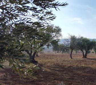 Oğuzeli Subaşında 6300 M2 Harika Manzaralı Fırsat Yer 3