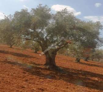 Oğuzeli Subaşında 6300 M2 Harika Manzaralı Fırsat Yer 14