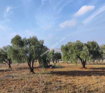 Oğuzeli Subaşında 6300 M2 Harika Manzaralı Fırsat Yer 4