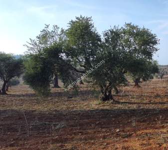 Oğuzeli Subaşında 6300 M2 Harika Manzaralı Fırsat Yer 10