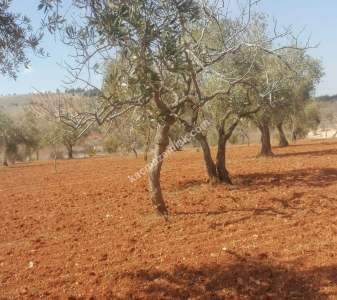 Oğuzeli Subaşında 6300 M2 Harika Manzaralı Fırsat Yer 17