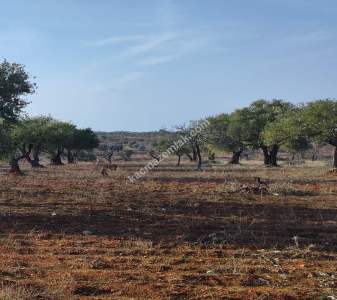 Oğuzeli Subaşında 6300 M2 Harika Manzaralı Fırsat Yer 7