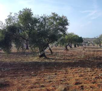 Oğuzeli Subaşında 6300 M2 Harika Manzaralı Fırsat Yer 6