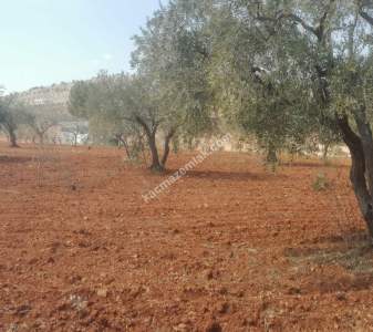 Oğuzeli Subaşında 6300 M2 Harika Manzaralı Fırsat Yer 15