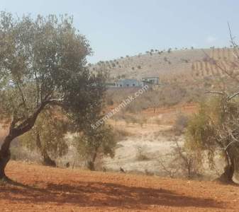 Oğuzeli Subaşında 6300 M2 Harika Manzaralı Fırsat Yer 24