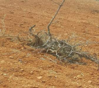 Oğuzeli Subaşında 6300 M2 Harika Manzaralı Fırsat Yer 28