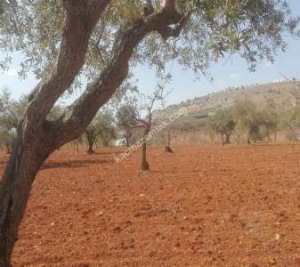 Oğuzeli Subaşında 6300 M2 Harika Manzaralı Fırsat Yer 19