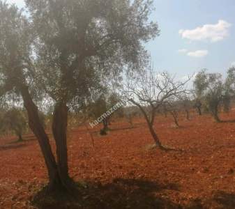 Oğuzeli Subaşında 6300 M2 Harika Manzaralı Fırsat Yer 20