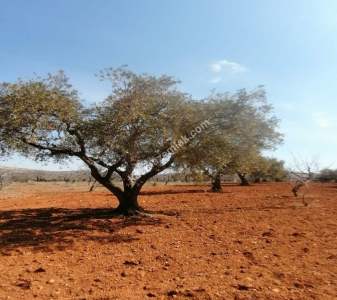 Oğuzeli Subaşında 6300 M2 Harika Manzaralı Fırsat Yer 2