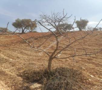 Oğuzeli Subaşında 6300 M2 Harika Manzaralı Fırsat Yer 27