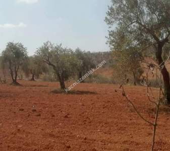 Oğuzeli Subaşında 6300 M2 Harika Manzaralı Fırsat Yer 23