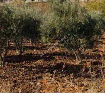 Asfalta Sıfır Köksalan Da 7.5 Dönüm Tek Tapu Yer 7