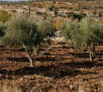 Asfalta Sıfır Köksalan Da 7.5 Dönüm Tek Tapu Yer 8