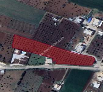 Asfalta Sıfır Köksalan Da 7.5 Dönüm Tek Tapu Yer 2