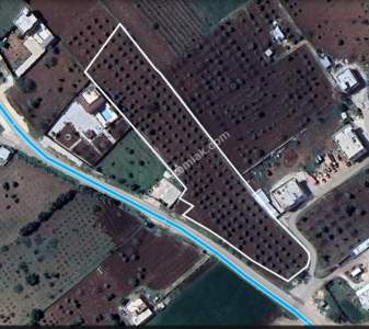 Asfalta Sıfır Köksalan Da 7.5 Dönüm Tek Tapu Yer 10