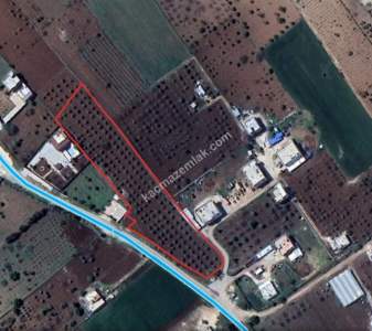 Asfalta Sıfır Köksalan Da 7.5 Dönüm Tek Tapu Yer 14